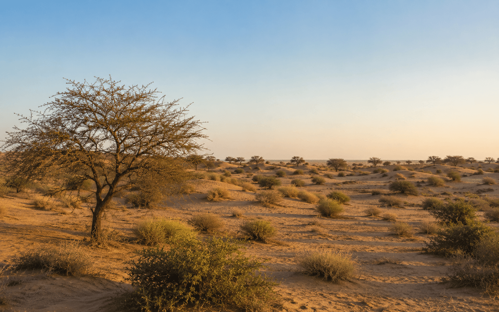 The empty Sindh desert at golden hour, where the wild honey comes from